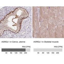ASRGL1 Antibody, Novus Biologicals 0.1mL; Unlabeled:Antibodies, Polyclonal